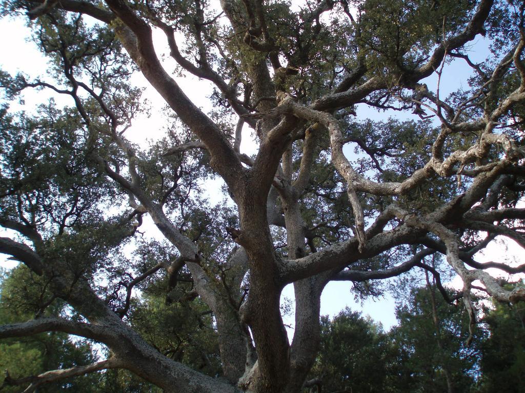 Masia De La Serra De La Cogulla Peñarroya de Tastavins 外观 照片